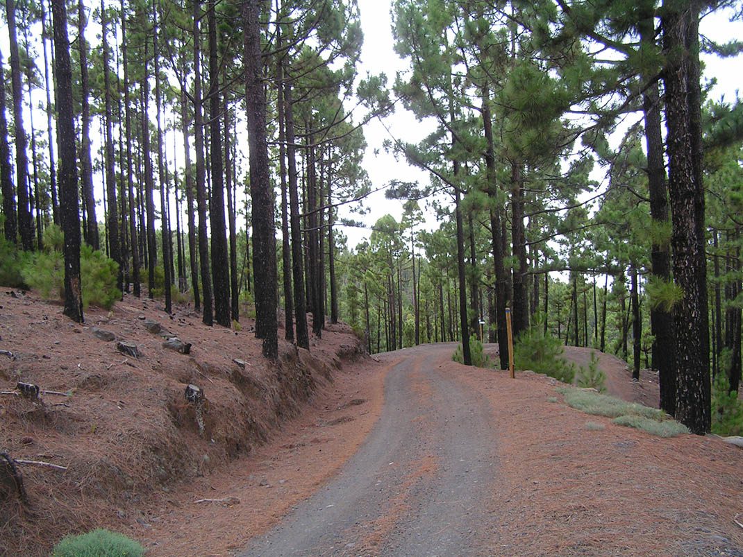 VM 17. Pista del P.K. 29, Pista de las Vistas de Sánchez, Pista Barranco de la Arena y Pista El Lagar