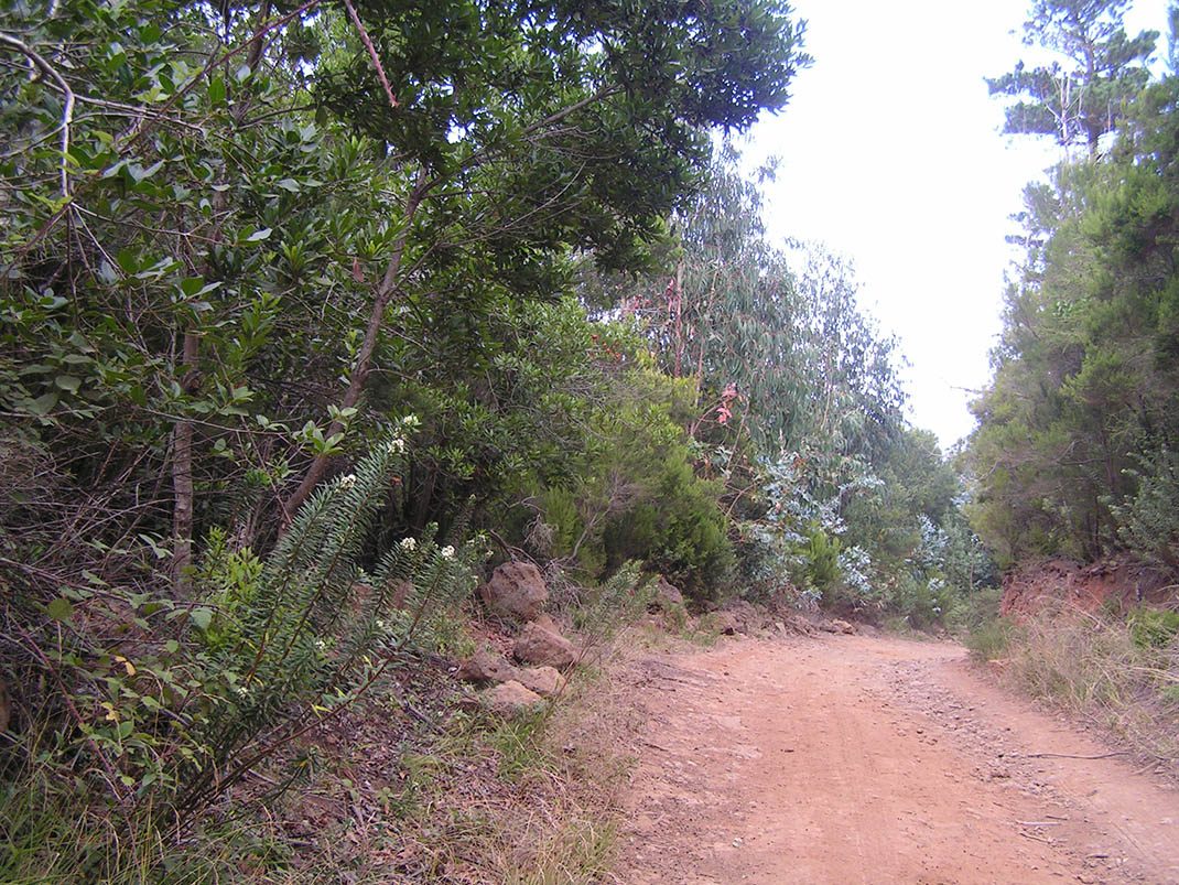 VM 6. Pista de La Vica, Las Aguilillas, Montaña El Pozo, Carril del Polvo, Baja Camella y Las Calderetas