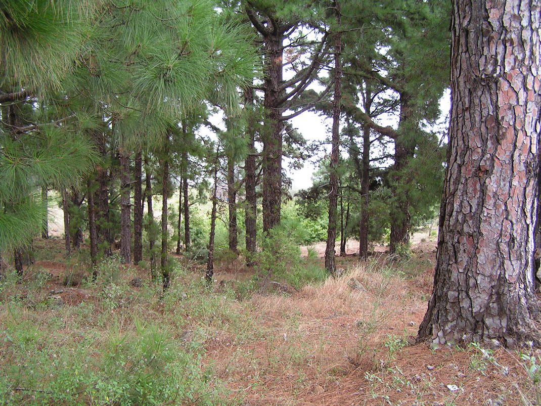 BC 2.1 La Esperanza Campsite