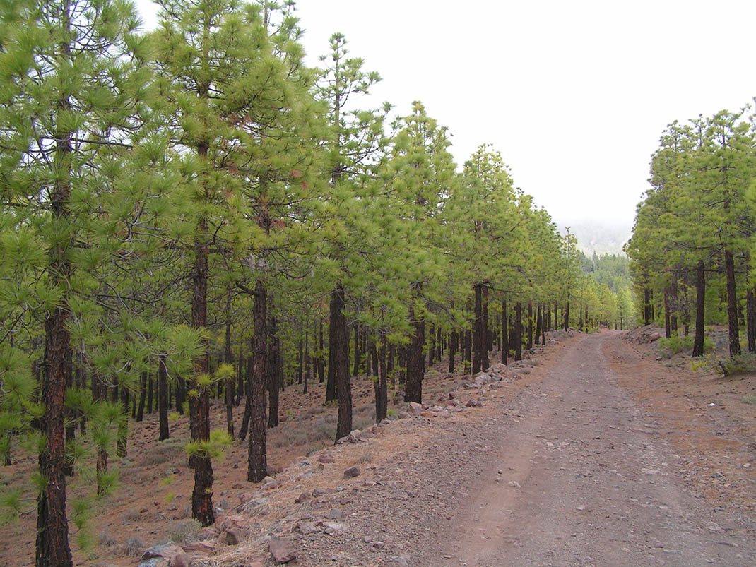 BC 5 Pinares de Vilaflor