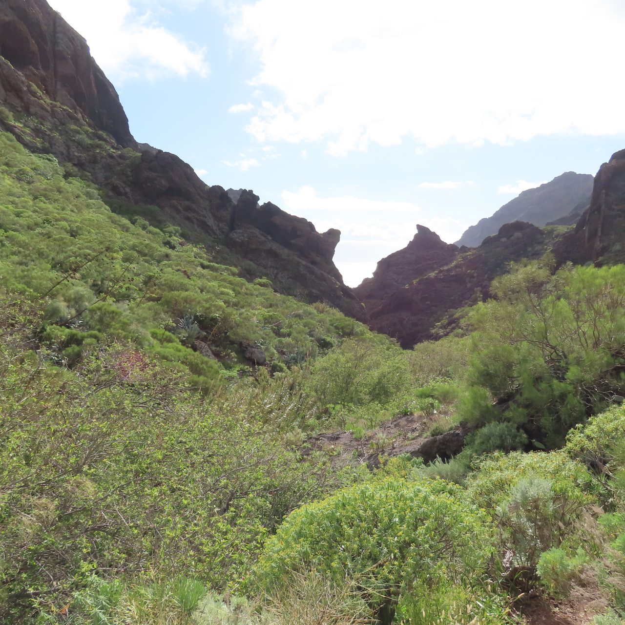 Los Carrizales ravine descent (Teno Rural Park), moderate use zone