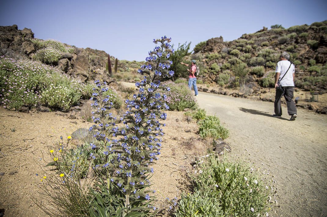PNT 24.1 Portillo Alto - El Portillo Botanical Garden Spur trail