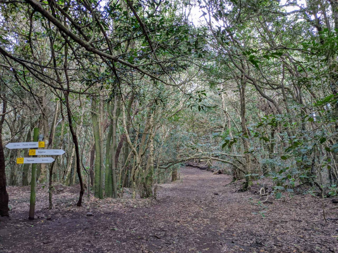 PR TF 12.2 Pedro Álvarez Spur trail (from PR TF 12)