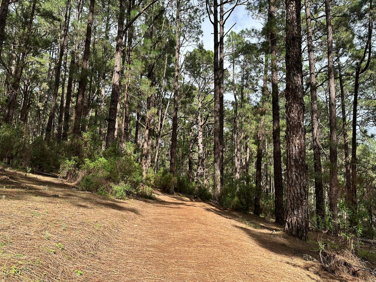 PR TF 25.1 Las Raíces Recreational Area Loop Trail