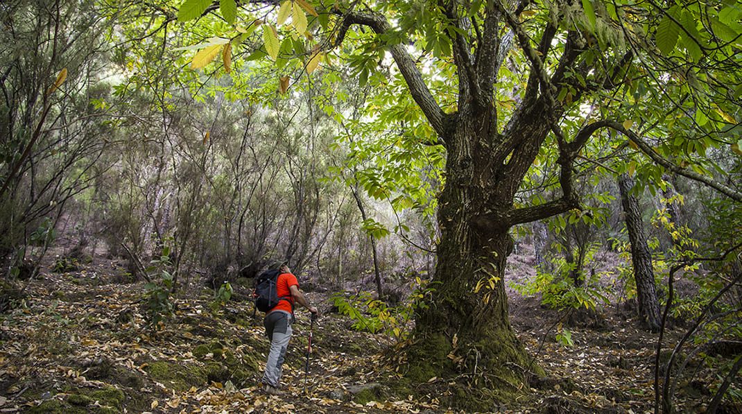 PR TF 35.3 Llano de Los Corrales - Pinolere