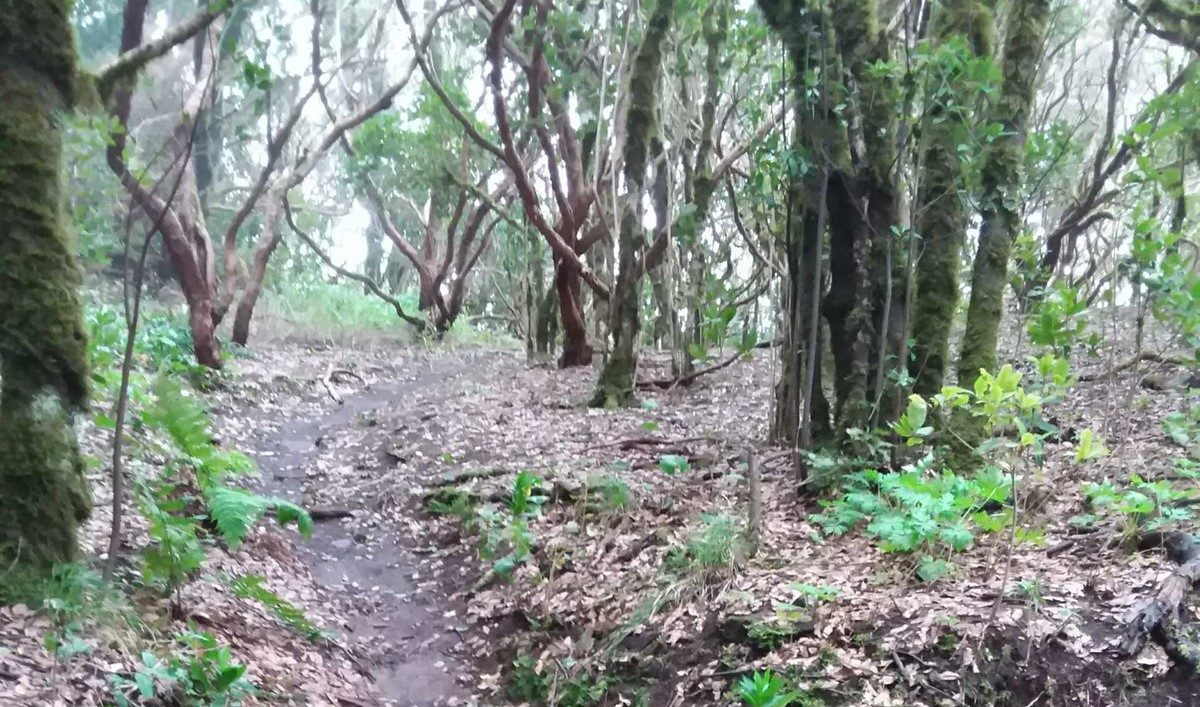 La Ensillada - Cabezo de Tejo - La Ensillada Loop Trail (Reserva Natural Integral El Pijaral)