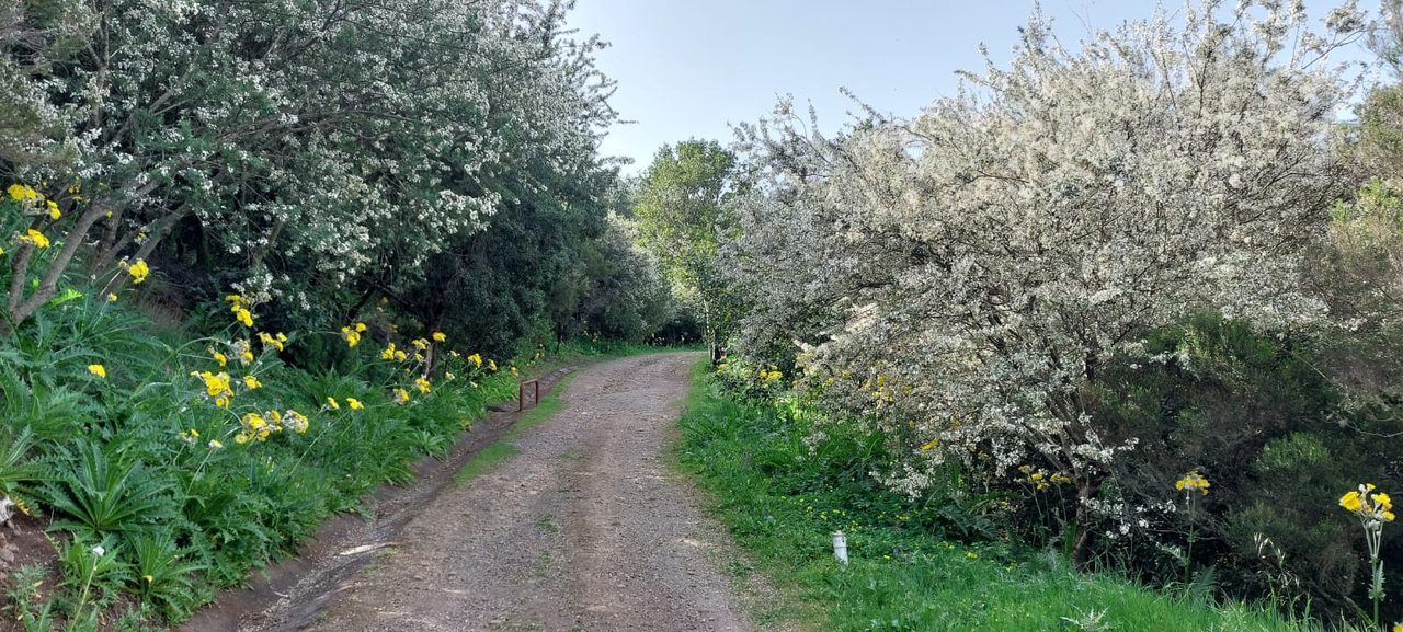 Bolico Loop Trail (Long)