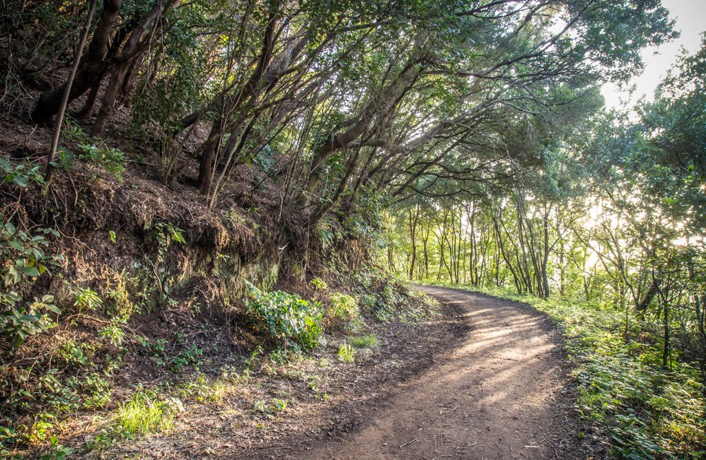 Pista de las Hiedras Adapted and Accessible Trail