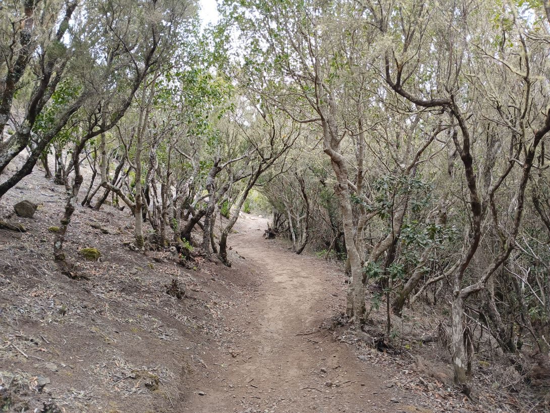 El Palmar – Baracán Loop Trail via Teno Alto
