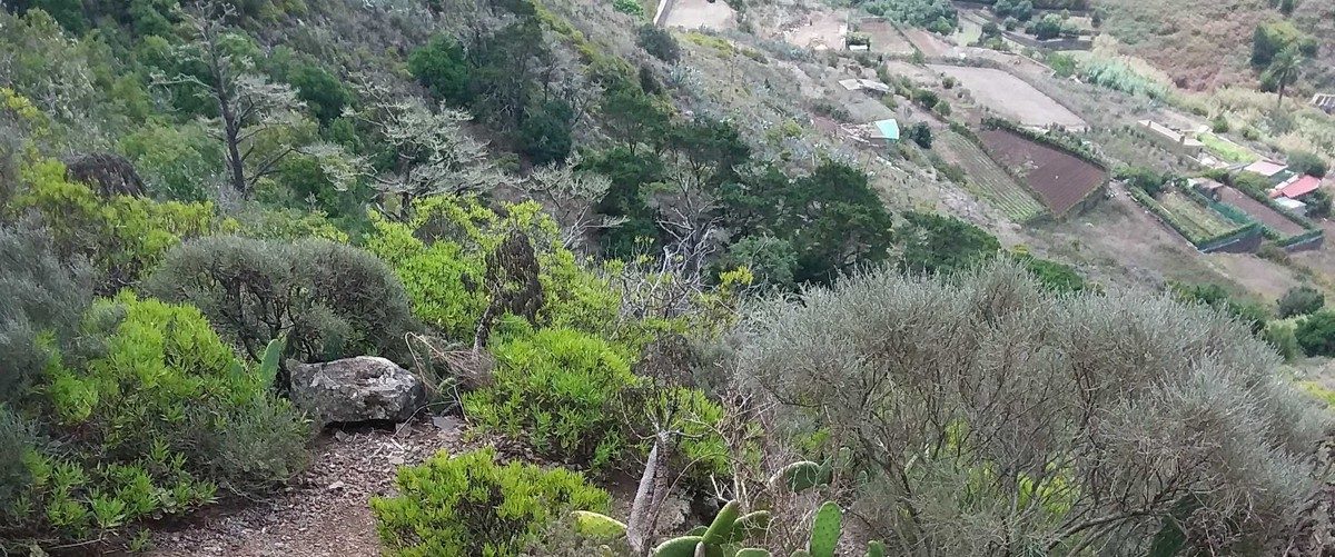 PR TF 12.1 Tegueste Spur trail (from PR TF 12)