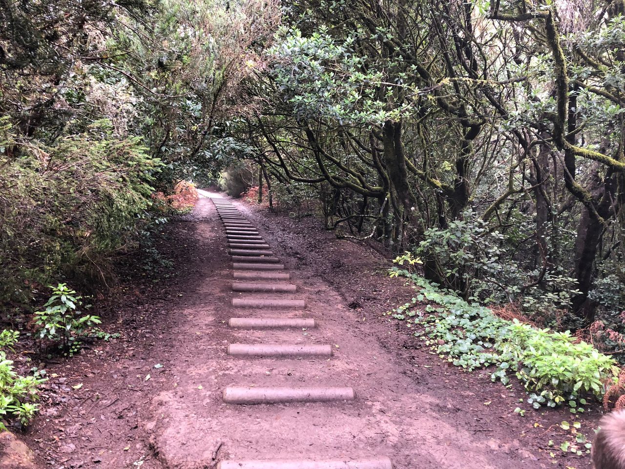 Bosque de Los Enigmas Self-guided Interpretative Loop Trail