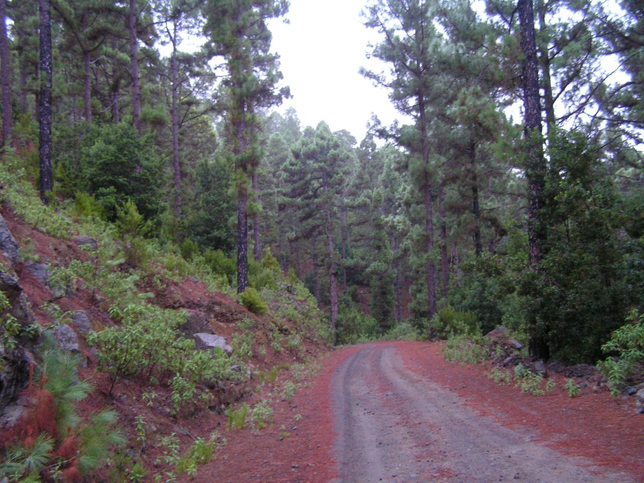 VM 19.1 Spur trail to Redondo (Las Hayas).